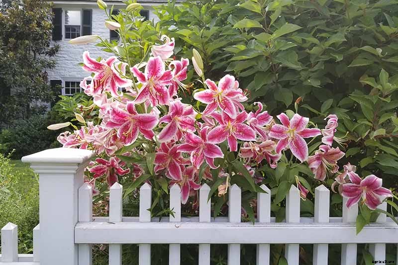 27 of the Best Lily Varieties with a Guide to Divisions