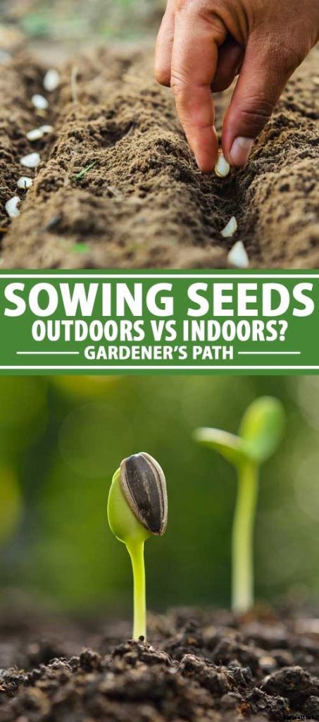 Vegetable Seeds: Which to Sow Outdoors vs. Indoors?