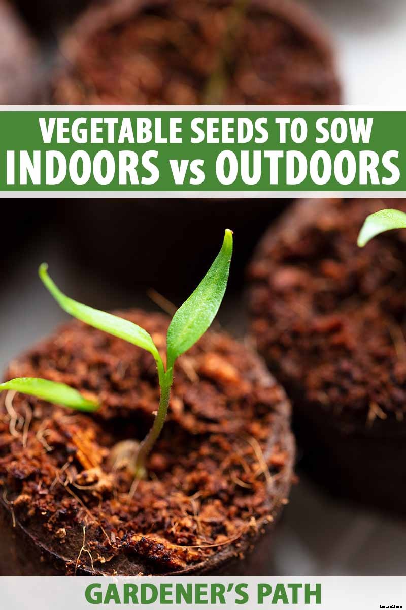 Vegetable Seeds: Which to Sow Outdoors vs. Indoors?