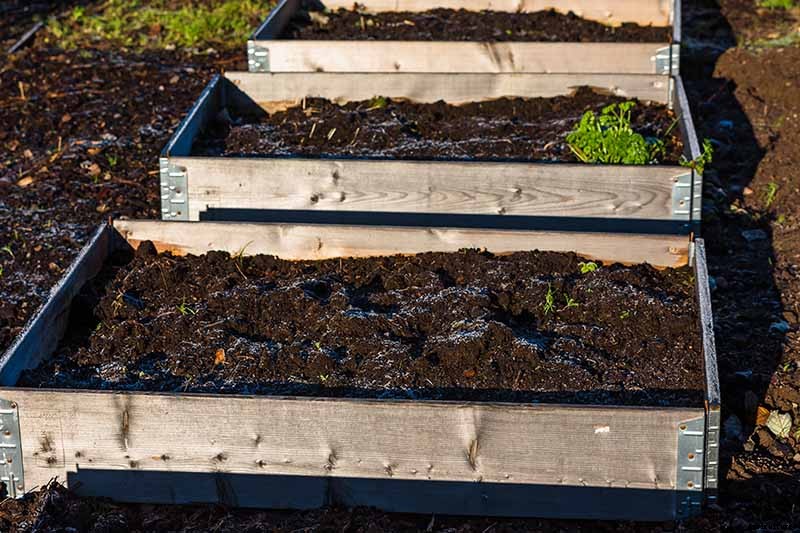 Vegetable Seeds: Which to Sow Outdoors vs. Indoors?