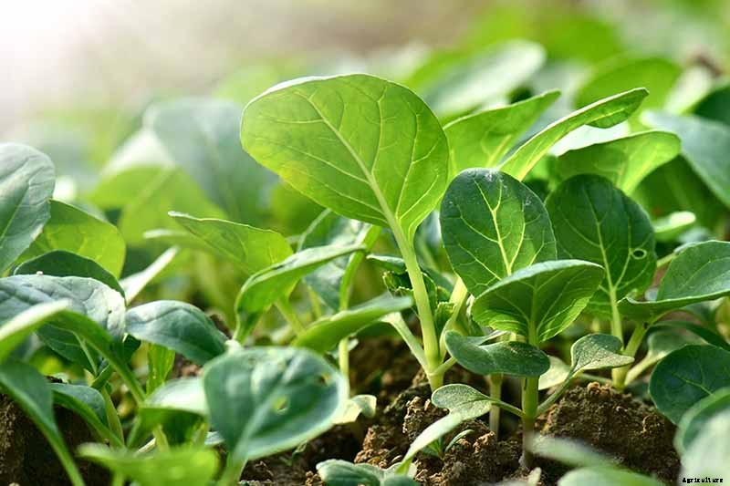 Vegetable Seeds: Which to Sow Outdoors vs. Indoors?