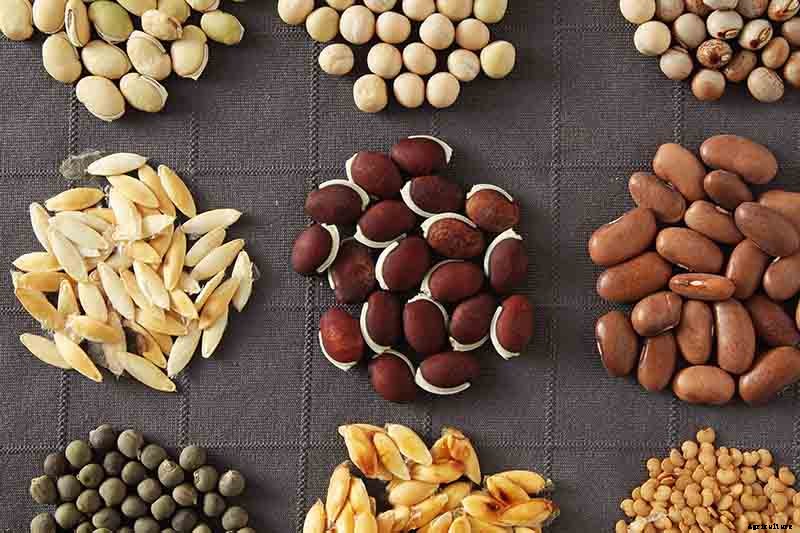 Vegetable Seeds: Which to Sow Outdoors vs. Indoors?