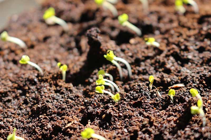 Vegetable Seeds: Which to Sow Outdoors vs. Indoors?