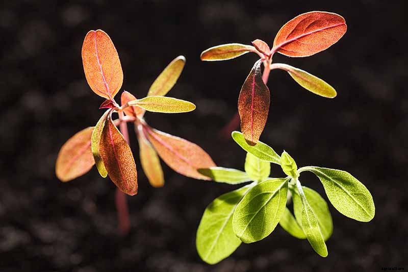 Vegetable Seeds: Which to Sow Outdoors vs. Indoors?