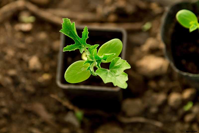 Vegetable Seeds: Which to Sow Outdoors vs. Indoors?