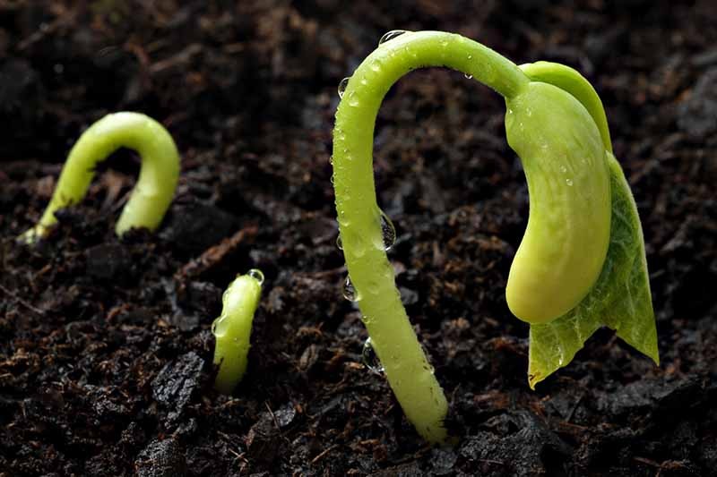 Vegetable Seeds: Which to Sow Outdoors vs. Indoors?