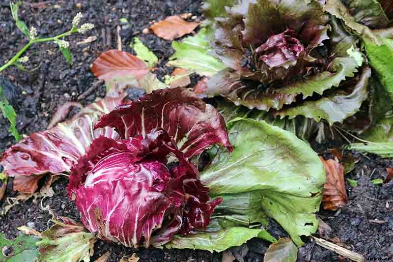 Vegetable Seeds: Which to Sow Outdoors vs. Indoors?