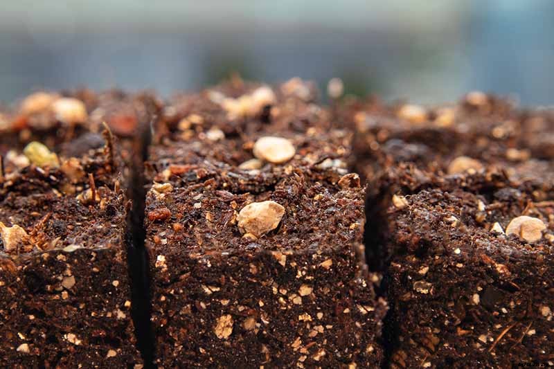 Vegetable Seeds: Which to Sow Outdoors vs. Indoors?