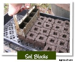 Vegetable Seeds: Which to Sow Outdoors vs. Indoors?