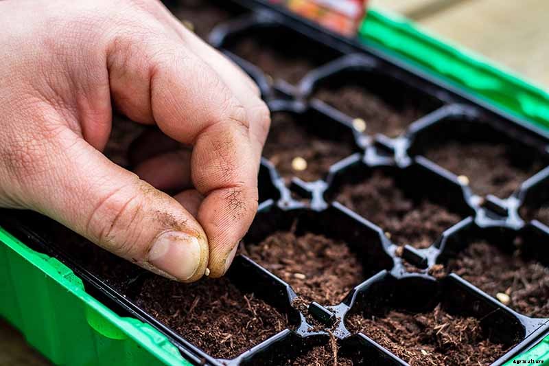 Vegetable Seeds: Which to Sow Outdoors vs. Indoors?