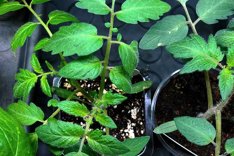 Vegetable Seeds: Which to Sow Outdoors vs. Indoors?