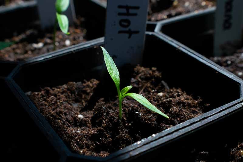 Vegetable Seeds: Which to Sow Outdoors vs. Indoors?