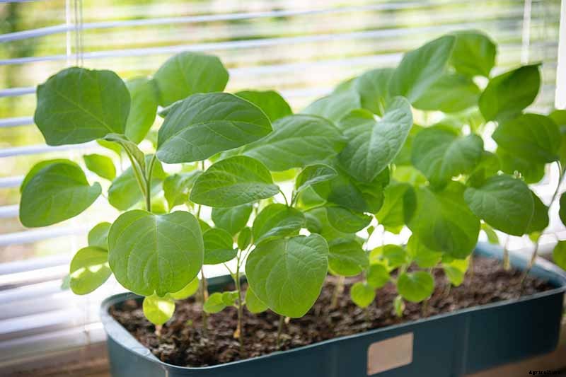 Vegetable Seeds: Which to Sow Outdoors vs. Indoors?