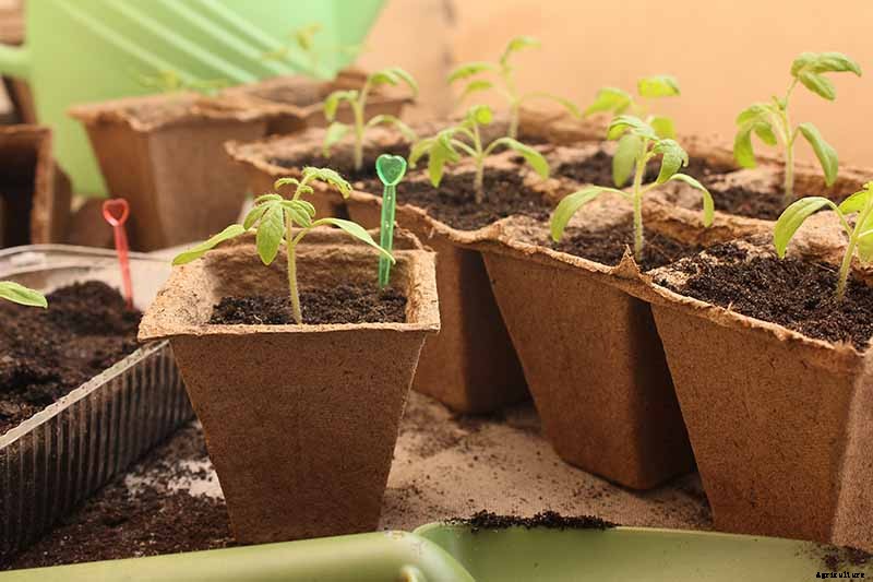 Vegetable Seeds: Which to Sow Outdoors vs. Indoors?