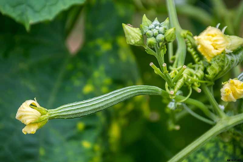 Vegetable Seeds: Which to Sow Outdoors vs. Indoors?