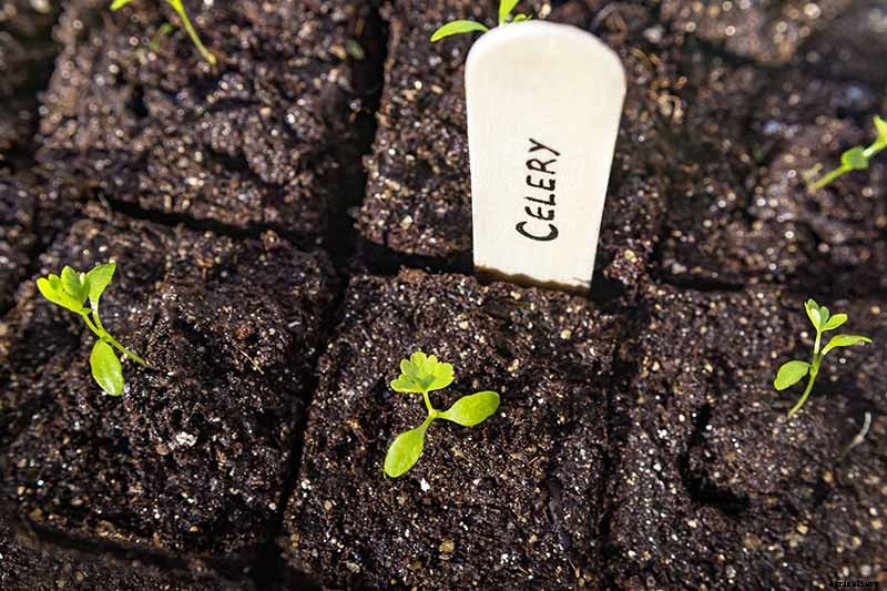 Vegetable Seeds: Which to Sow Outdoors vs. Indoors?