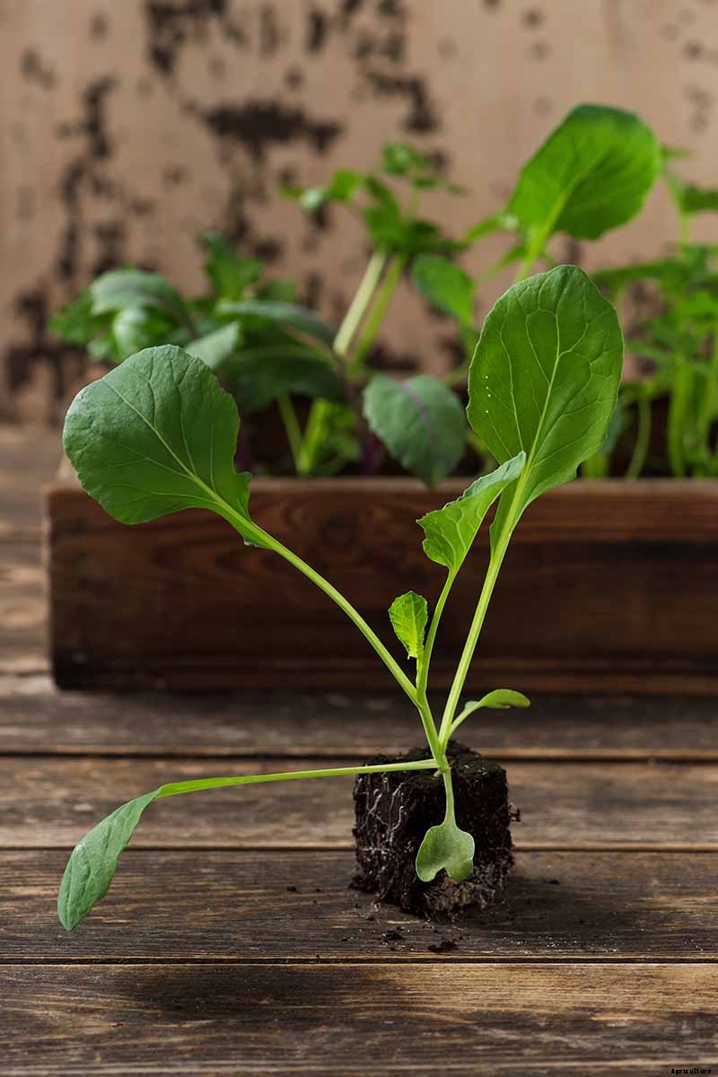 Vegetable Seeds: Which to Sow Outdoors vs. Indoors?