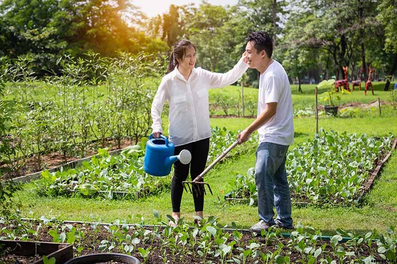 Vegetable Seeds: Which to Sow Outdoors vs. Indoors?