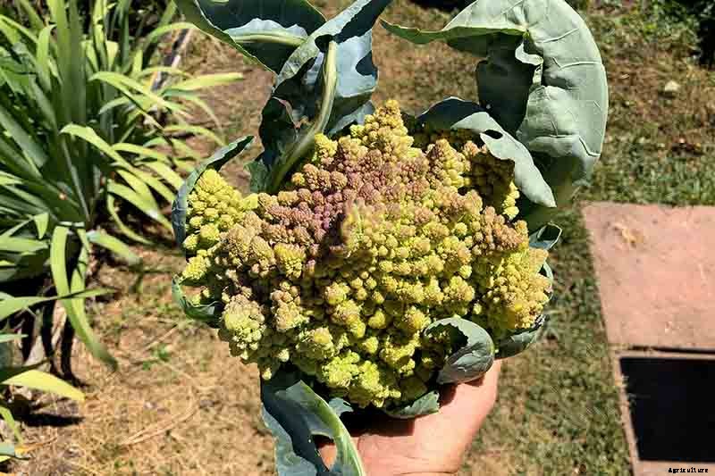 Vegetable Seeds: Which to Sow Outdoors vs. Indoors?