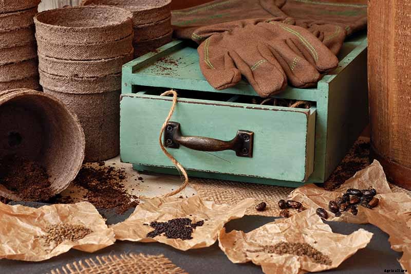 Vegetable Seeds: Which to Sow Outdoors vs. Indoors?