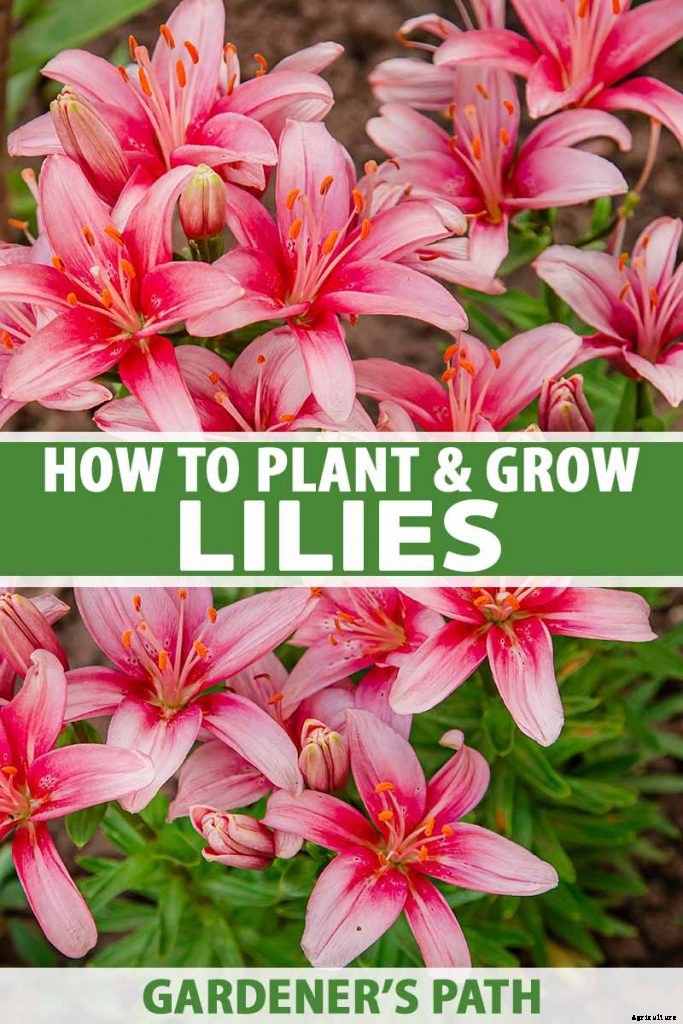 How to Plant and Grow Lilies