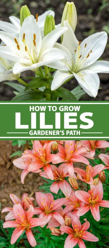 How to Plant and Grow Lilies