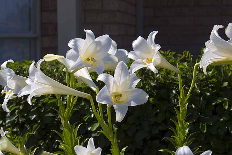 How to Plant and Grow Lilies