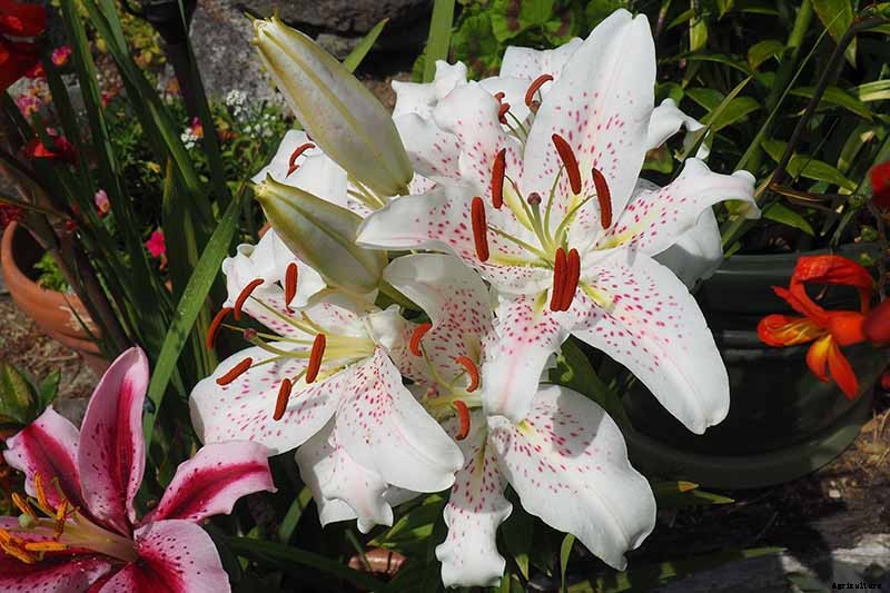 How to Plant and Grow Lilies