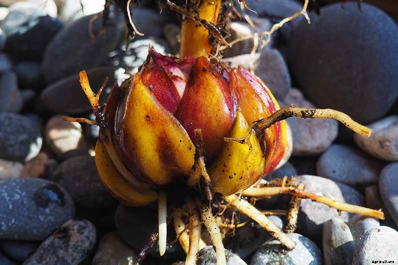 How to Plant and Grow Lilies