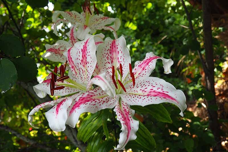 How to Plant and Grow Lilies