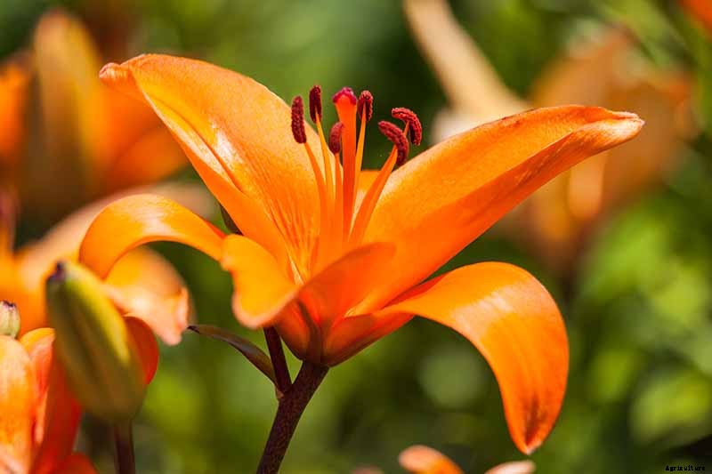 How to Plant and Grow Lilies