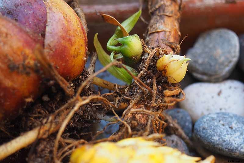 How to Plant and Grow Lilies