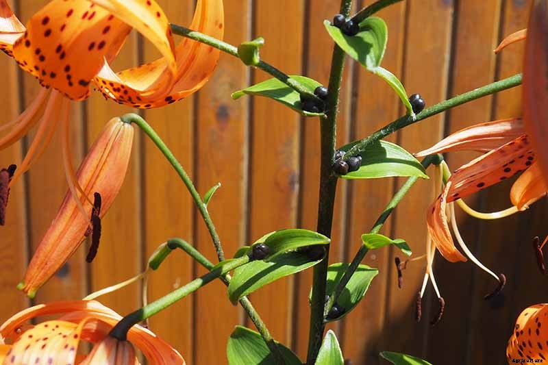 How to Plant and Grow Lilies