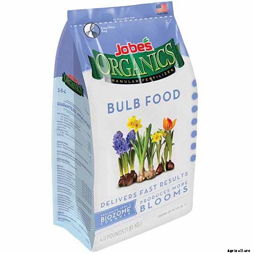 How to Plant and Grow Lilies