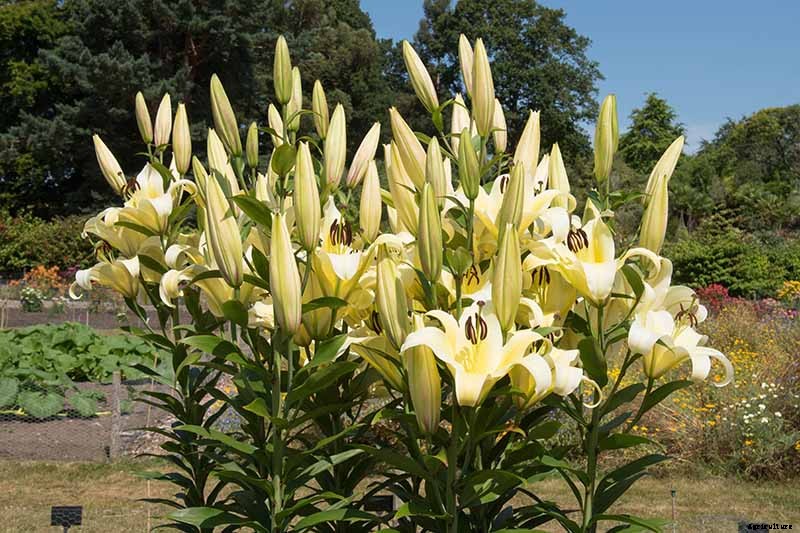 How to Plant and Grow Lilies