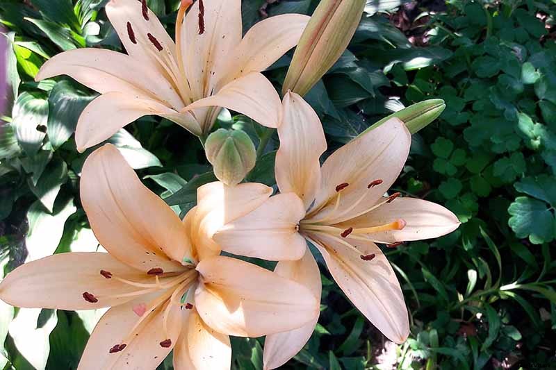 How to Plant and Grow Lilies