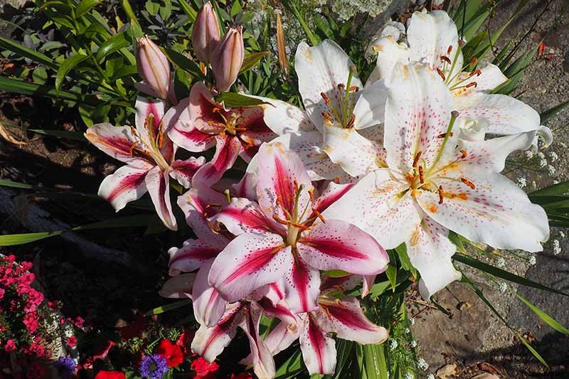 How to Plant and Grow Lilies