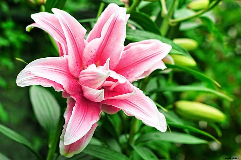 How to Plant and Grow Lilies
