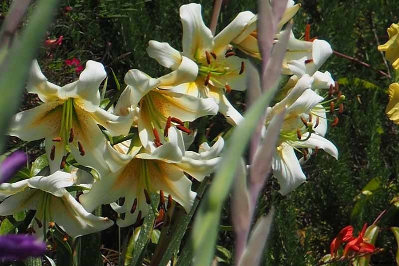 How to Plant and Grow Lilies