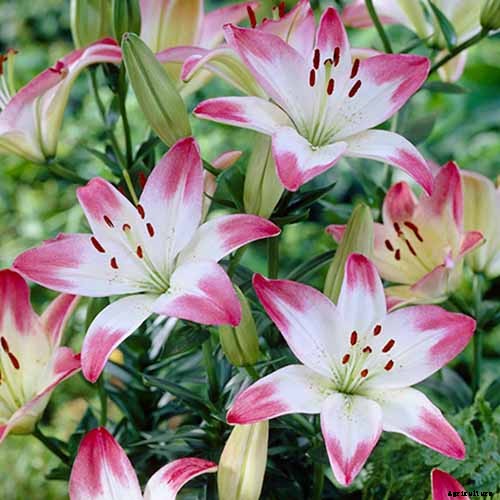 How to Plant and Grow Lilies