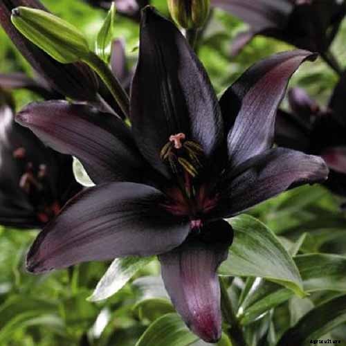 How to Plant and Grow Lilies