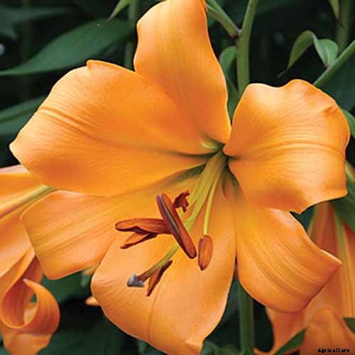 How to Plant and Grow Lilies