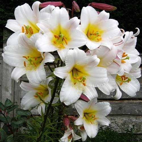 How to Plant and Grow Lilies
