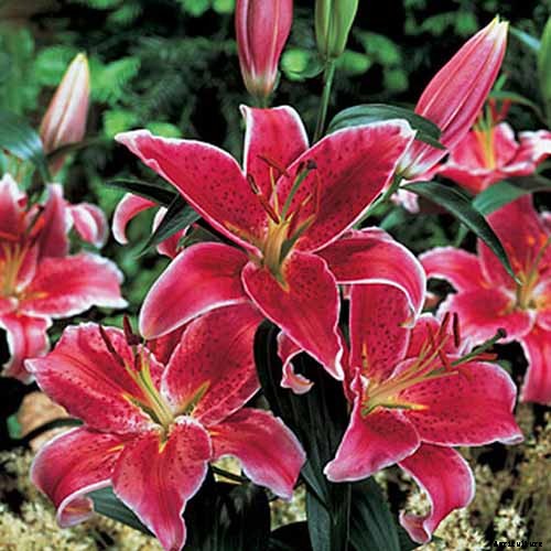 How to Plant and Grow Lilies