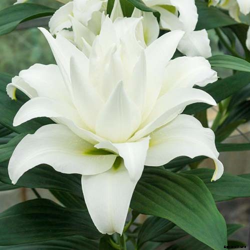 How to Plant and Grow Lilies
