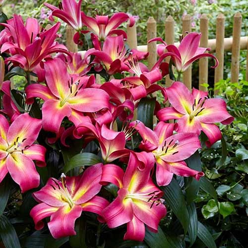 How to Plant and Grow Lilies