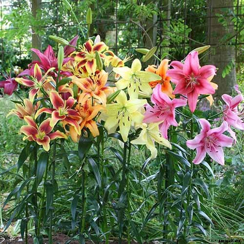 How to Plant and Grow Lilies