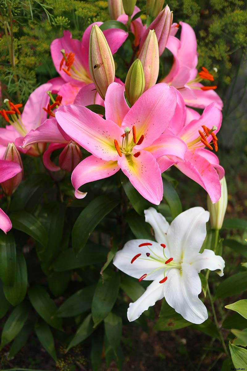 How to Plant and Grow Lilies