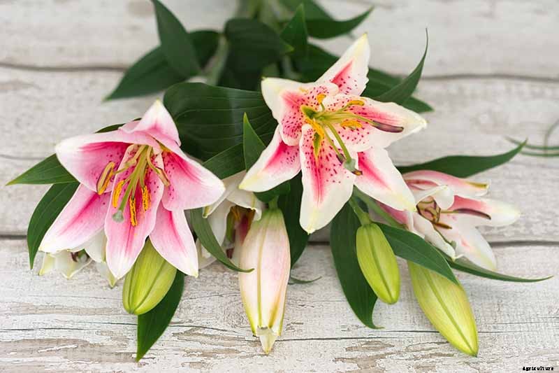 How to Plant and Grow Lilies