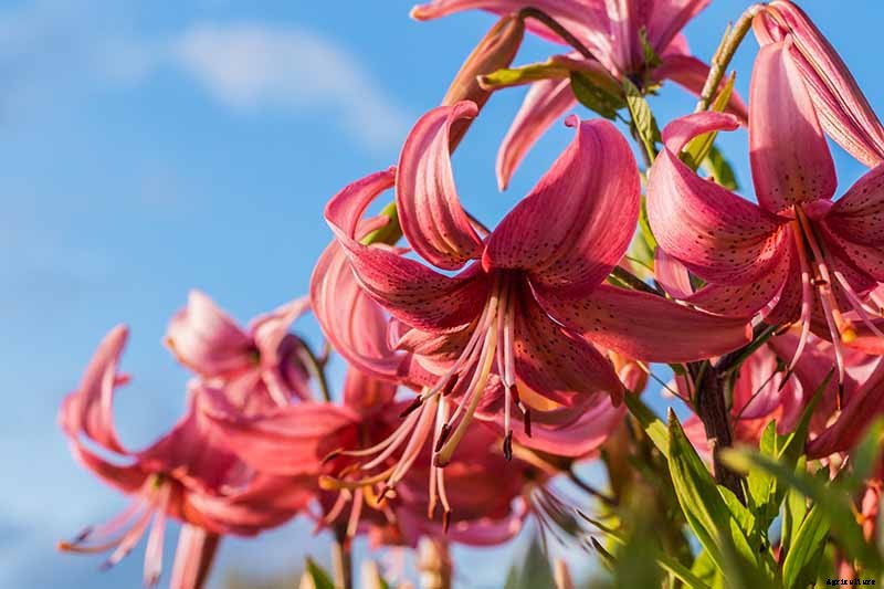 How to Plant and Grow Lilies
